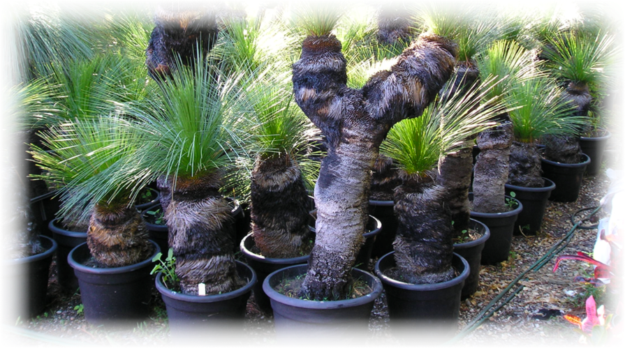 Grass Trees For Sale - Paradise Grass Trees